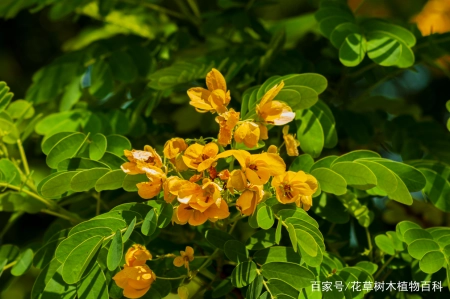 无论从药用还是观赏,这种植物都是值得大家了解 第1张 无论从药用还是观赏,这种植物都是值得大家了解 第1张